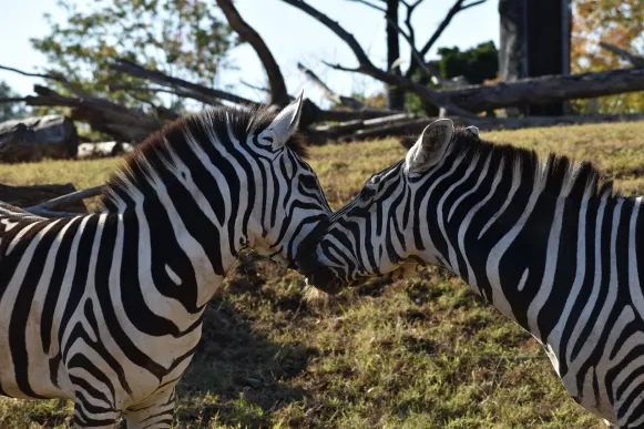 CrazyFox Kasino Podpora